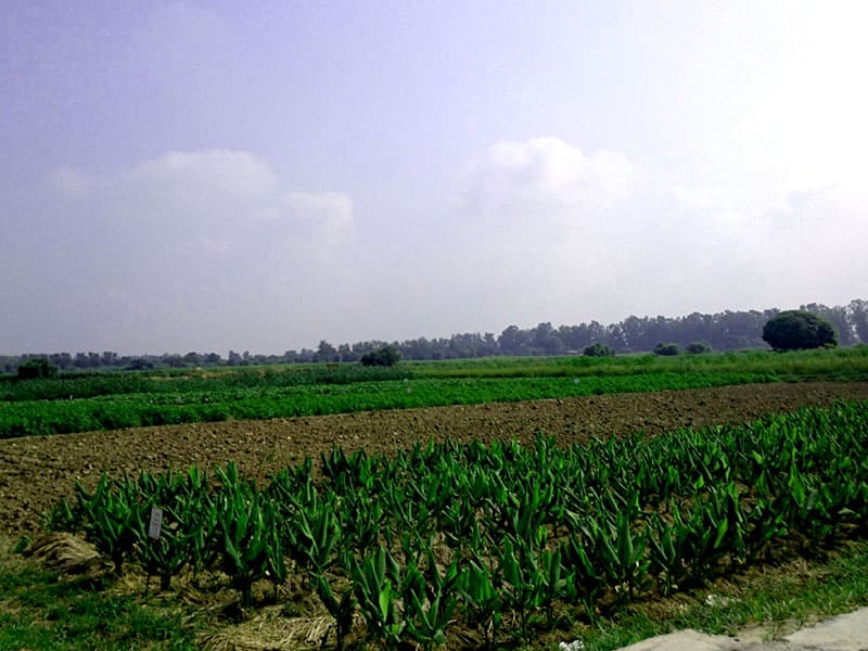 ハリヤナ農業大学-CCS HARYANA AGRICULTURAL UNIVERSITY(インド)